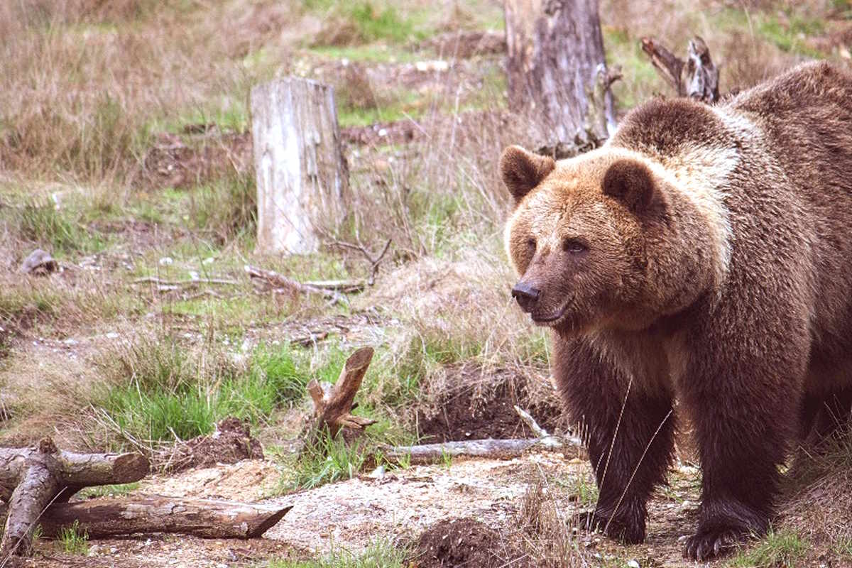 Oipa, sul ferimento di un escursionista da parte di un orso in Trentino