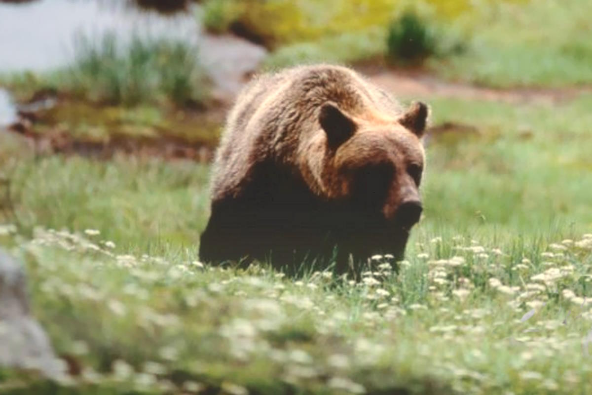 Il solito Fugatti vuole abbattere l'orso che domenica aveva aggredito un escursionista
