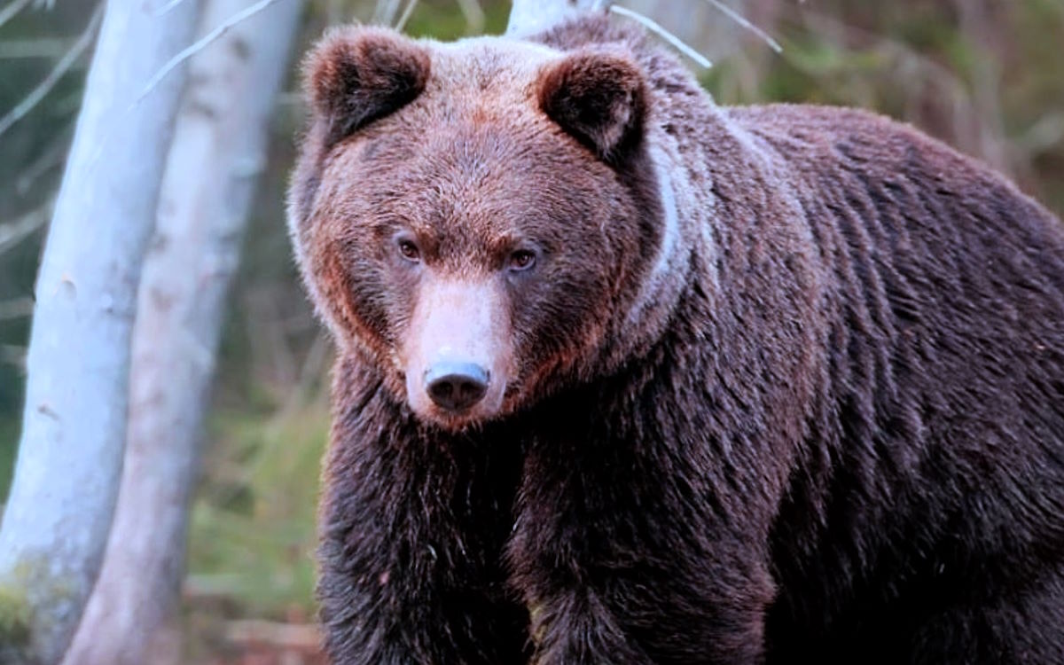 Un altro orso trovato morto in Trentino, è il terzo in due mesi
