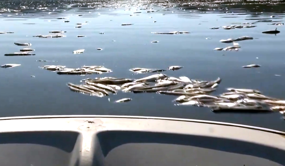 WWF: all'origine della moria di pesci a Orbetello le tonnellate di azoto provenienti dall'agricoltura