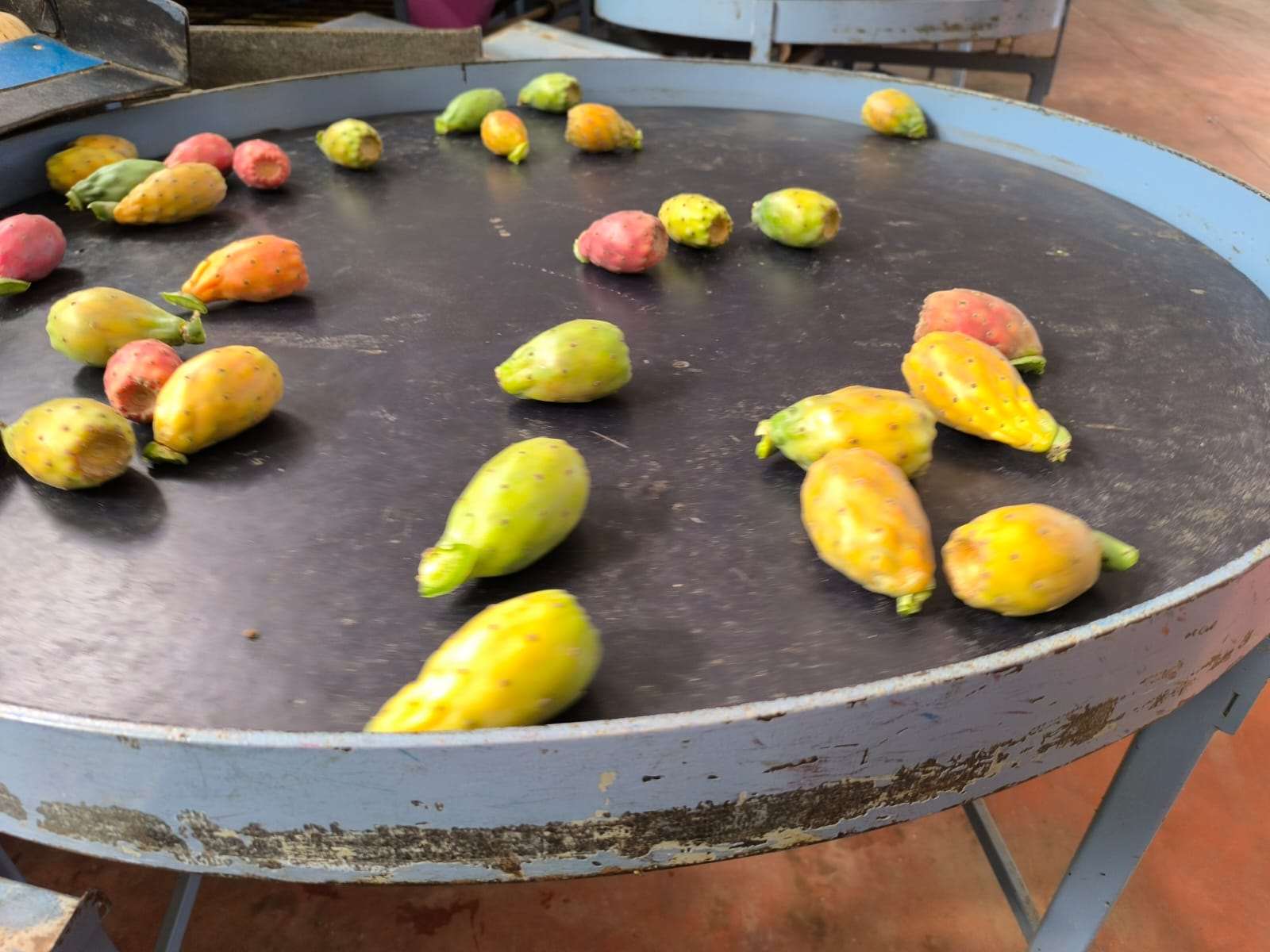 San Cono: Paese del ficodindia