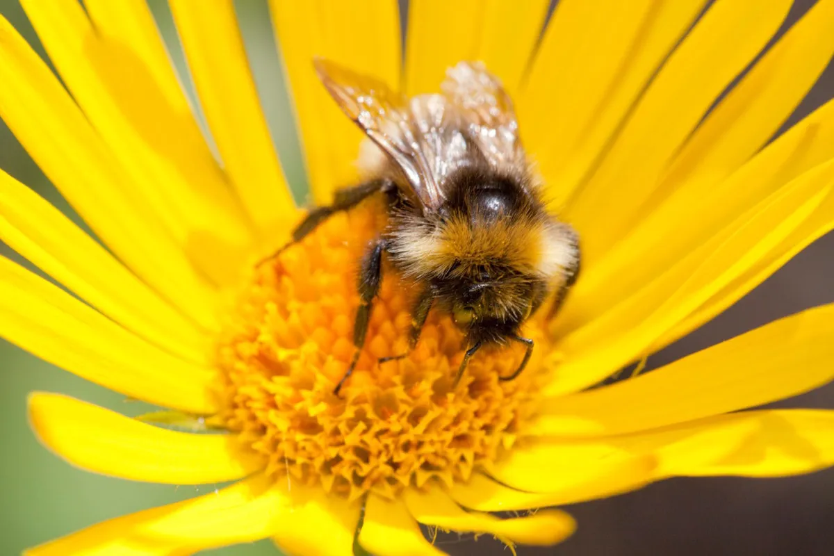 Oltre il 40% degli impollinatori rischia l'estinzione: il declino delle api è una minaccia per la salute umana e la sicurezza alimentare