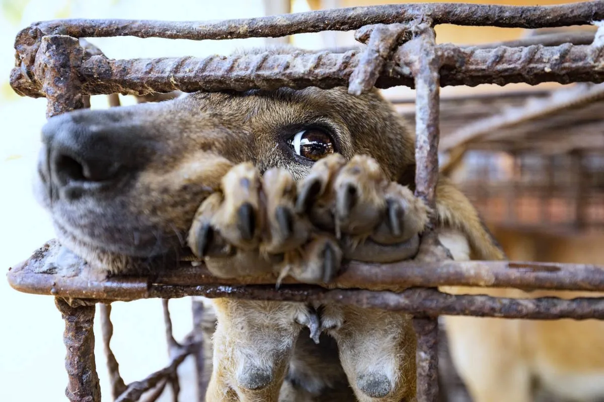 Animali tutelati come esseri senzienti: entra in vigore la Legge Brambilla