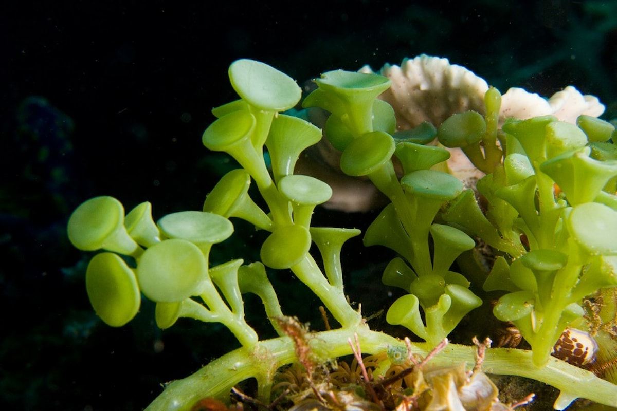 Ecosistemi che cambiano: la tropicalizzazione del mar Mediterraneo