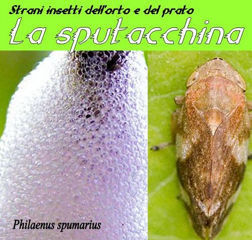 Strane creature dell’orto e del prato. Lo Sputacchino