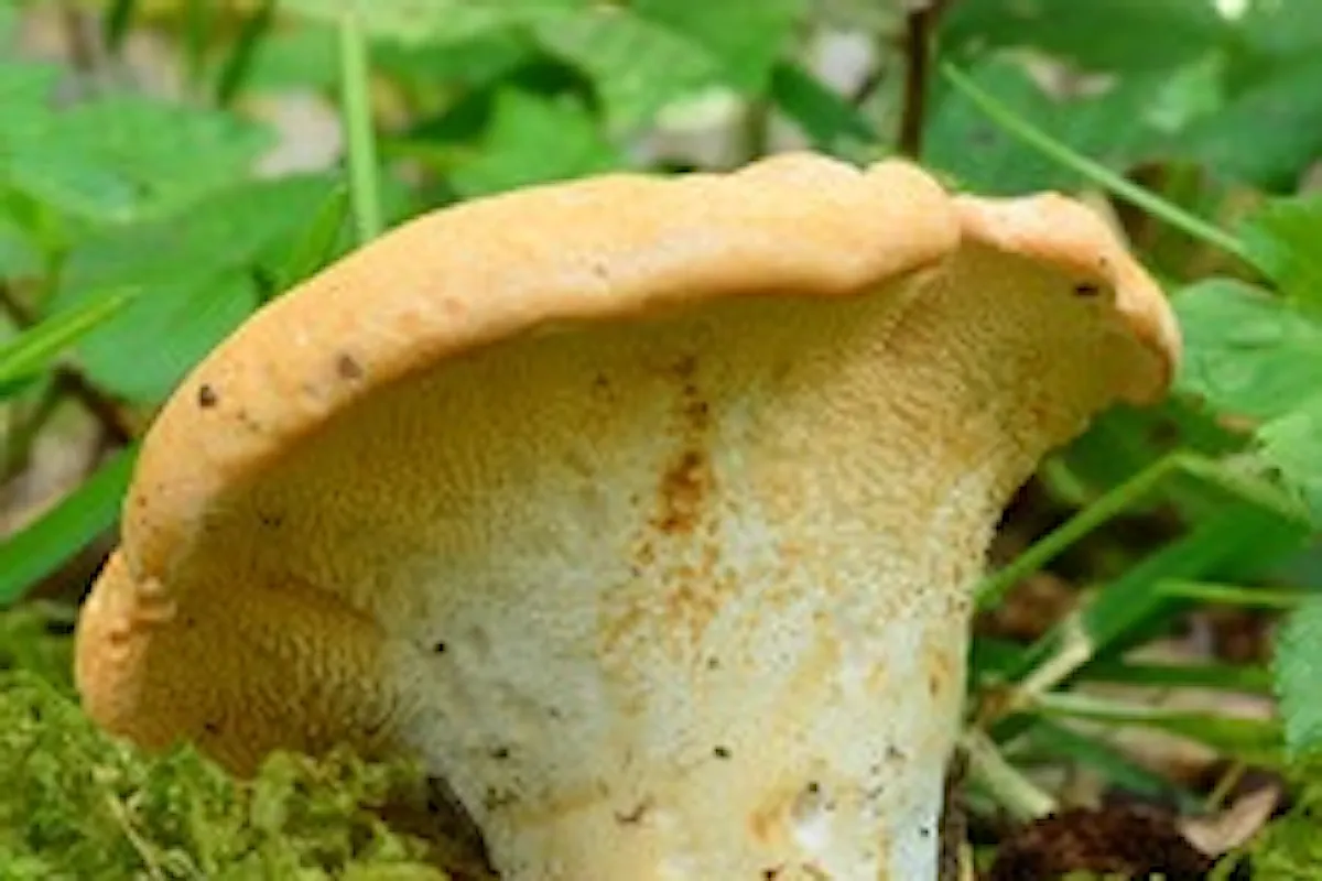 Funghi Commestibili: Hydnum repandum