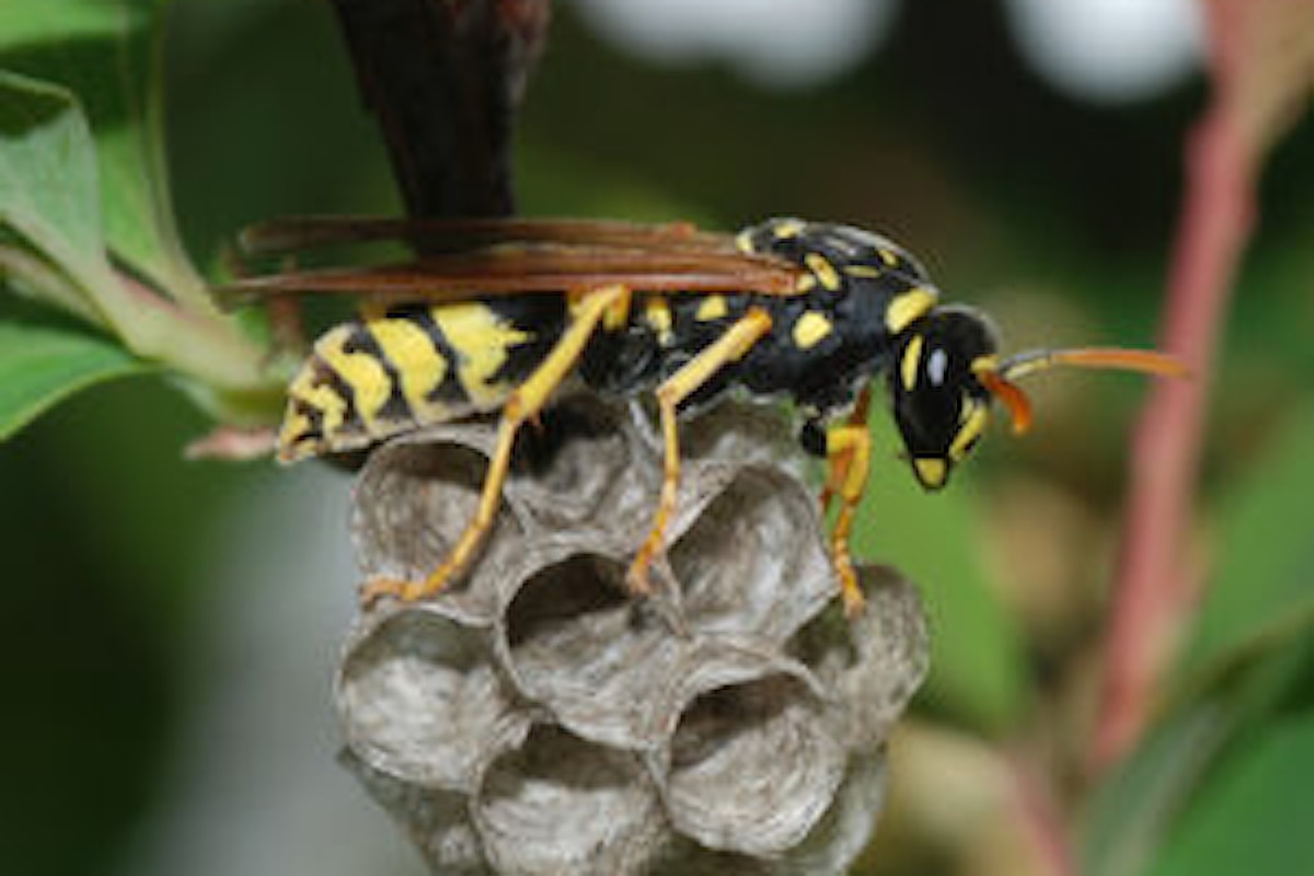 Come eliminare vespe e calabroni