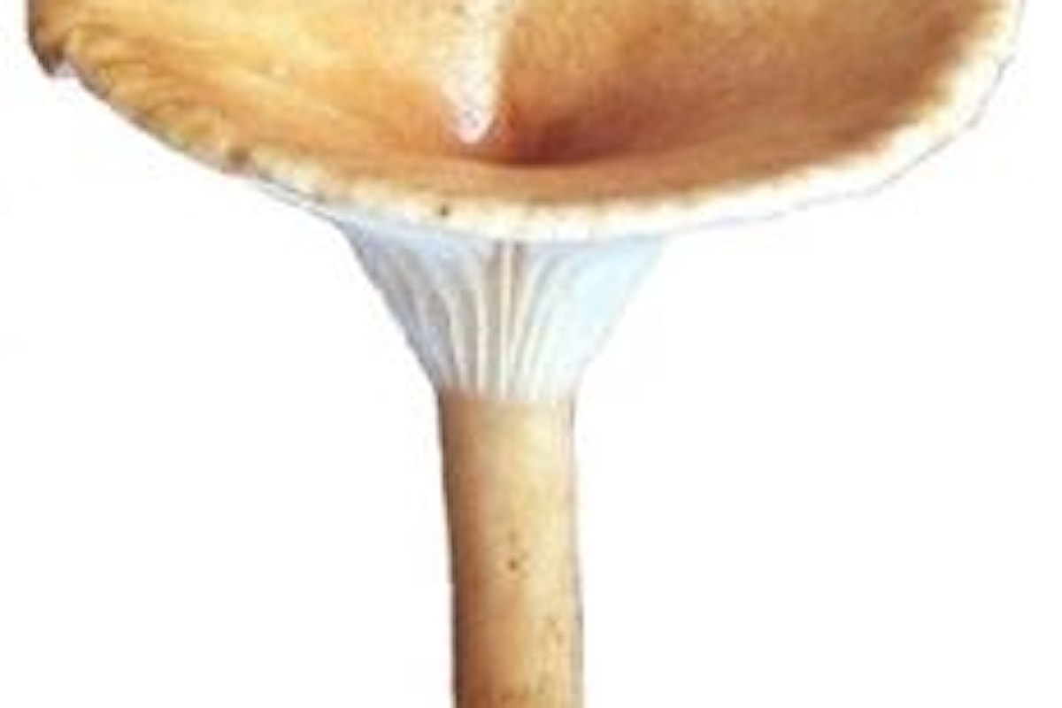 Fungo Clitocybe gibba o Imbutino