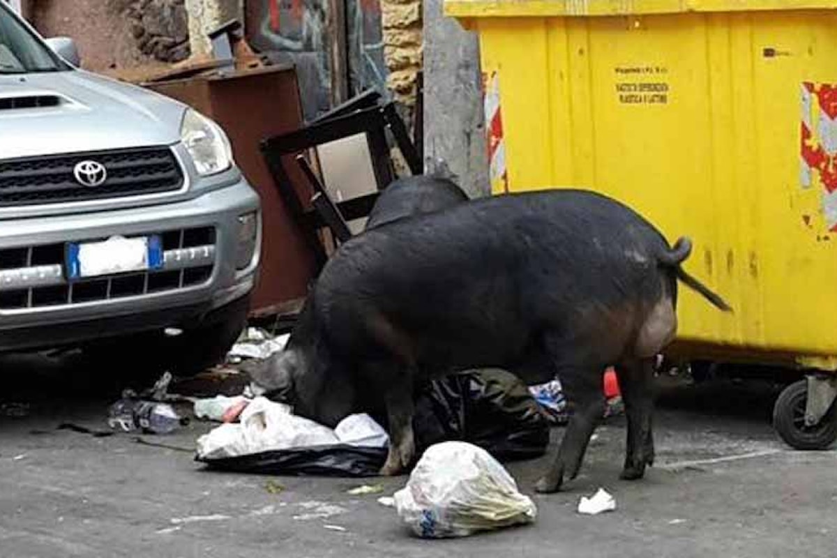 Catania, clochard aveva allestito una fattoria abusiva. La polizia procede allo sgombero