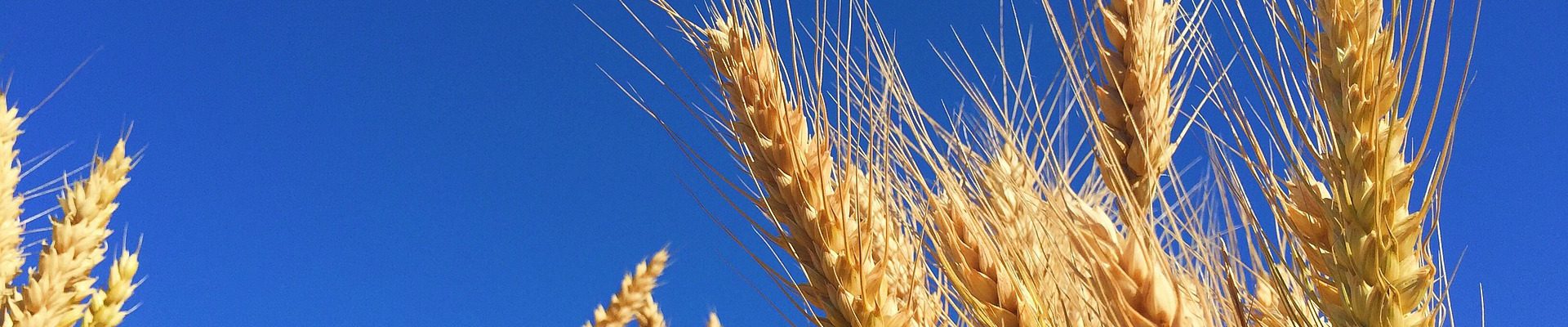 PAC e futuro dell' AgriFood