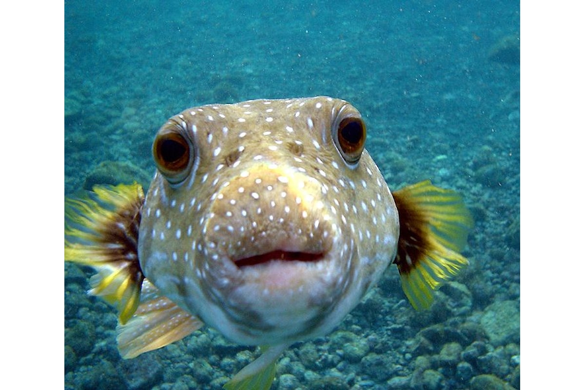 Un animale velenoso ma commestibile, il pesce palla