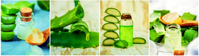 Scopri qual'è la migliore Aloe disponibile