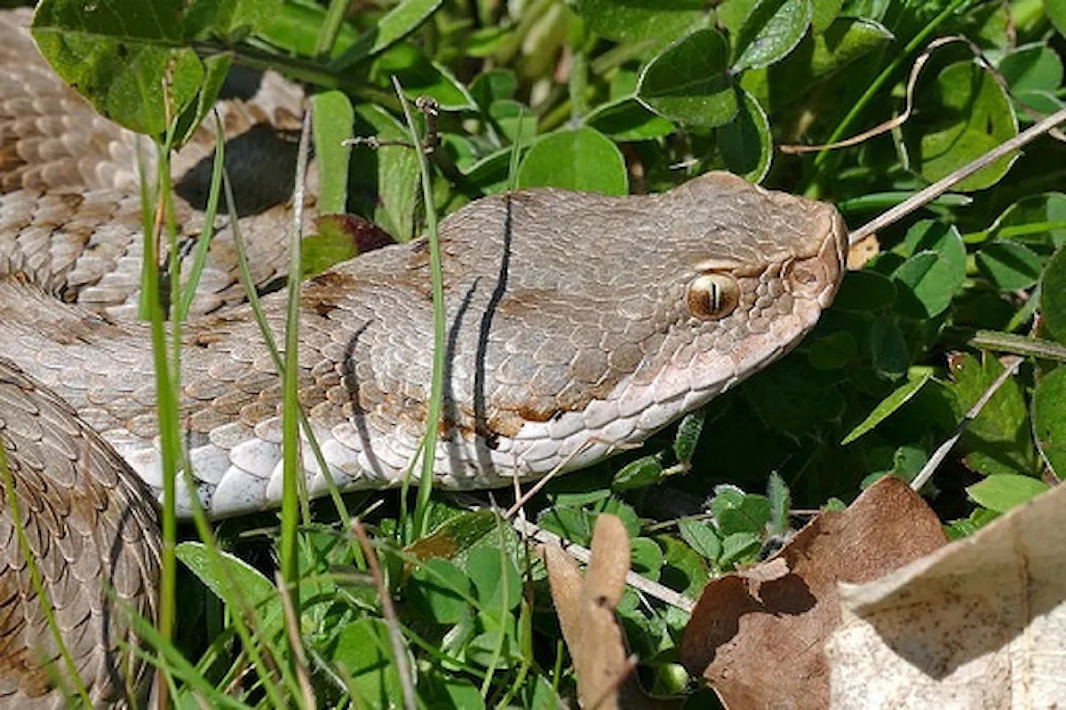 Vipera aspis