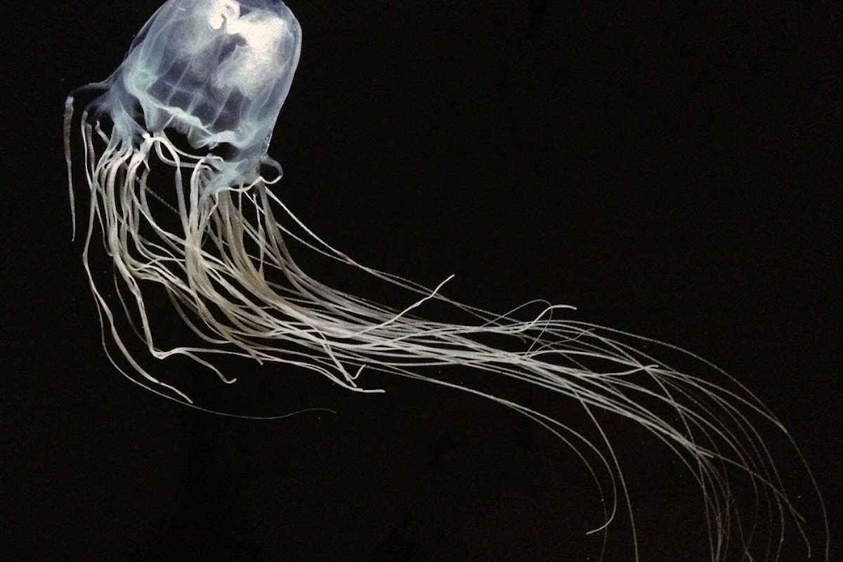 La medusa più pericolosa del Pianeta